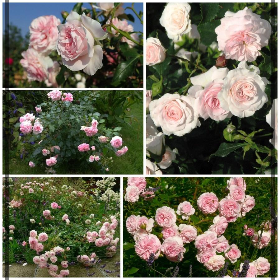 Larissa róża okrywowa